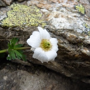 Photographie n°57266 du taxon Callianthemum coriandrifolium Rchb. [1832]