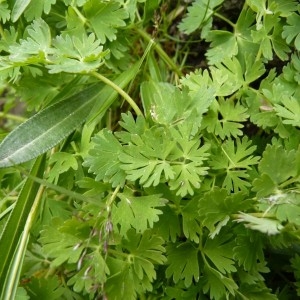  - Callianthemum coriandrifolium Rchb. [1832]