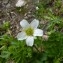  Mathieu MENAND - Callianthemum coriandrifolium Rchb. [1832]