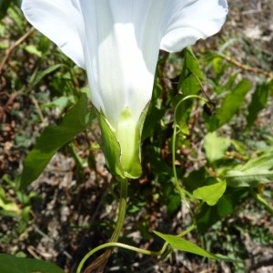 Photographie n°57271 du taxon Calystegia sepium (L.) R.Br.