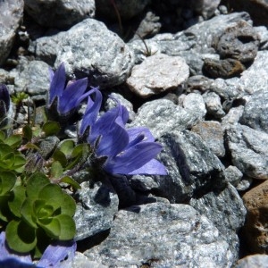 Photographie n°57273 du taxon Campanula cenisia L. [1763]