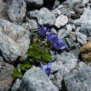 Photographie n°57274 du taxon Campanula cenisia L. [1763]