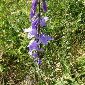 Photographie n°57279 du taxon Campanula latifolia L. [1753]