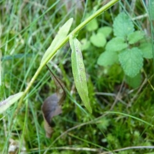 Photographie n°57285 du taxon Campanula patula L.