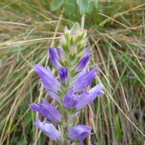 Photographie n°57292 du taxon Campanula spicata L. [1753]