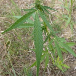  - Cannabis sativa L.