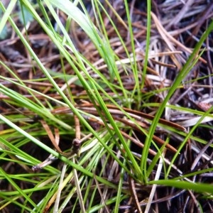 Photographie n°57303 du taxon Carex alba Scop. [1772]