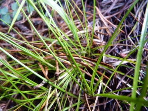 Mathieu MENAND, le 19 juillet 2011 (Sollières-Sardières)