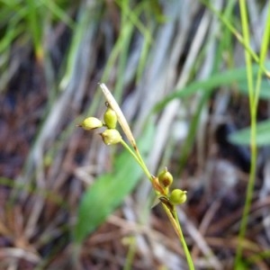 Carex alba Scop. (Laiche blanche)