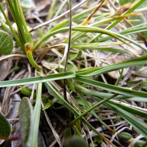 Carex bicolor All. (Laiche bicolore)