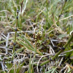 Photographie n°57306 du taxon Carex bicolor All. [1785]