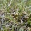  Mathieu MENAND - Carex bicolor All. [1785]