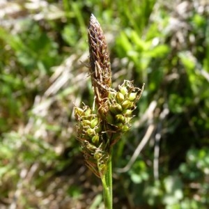 Photographie n°57307 du taxon Carex caryophyllea Latourr. [1785]