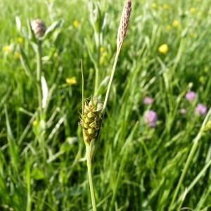 Photographie n°57308 du taxon Carex distans L. [1759]