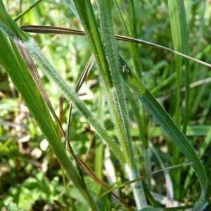 Photographie n°57312 du taxon Carex hirta L. [1753]