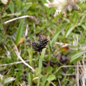 Photographie n°57313 du taxon Carex parviflora Host [1801]