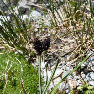Carex nigra subsp. chlorogona Châtenier (Laiche à petites fleurs)