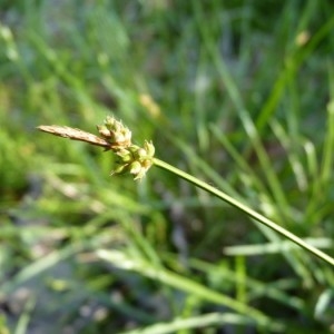 Photographie n°57317 du taxon Carex pilulifera L. [1753]