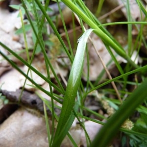  - Carex spicata Huds. [1762]