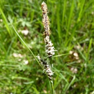 Photographie n°57322 du taxon Carex tomentosa L. [1767]