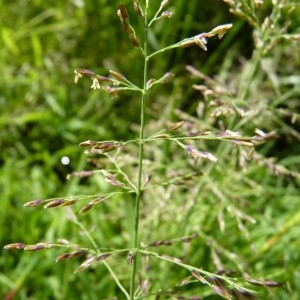 Photographie n°57326 du taxon Catabrosa aquatica (L.) P.Beauv. [1812]