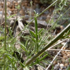 Photographie n°57340 du taxon Centaurea paniculata L. [1753]