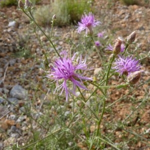 Photographie n°57341 du taxon Centaurea paniculata L. [1753]