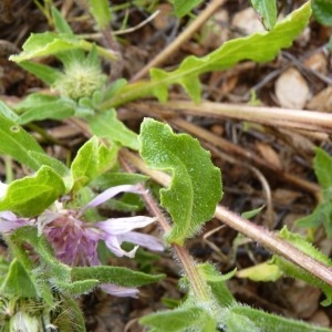 Photographie n°57343 du taxon Centaurea pullata L. [1753]