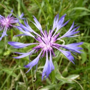 Photographie n°57348 du taxon Centaurea triumfetti subsp. lugdunensis (Jord.) Dostál [1976]