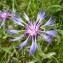  Mathieu MENAND - Centaurea triumfetti subsp. lugdunensis (Jord.) Dostál [1976]