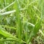  Mathieu MENAND - Centaurea triumfetti subsp. lugdunensis (Jord.) Dostál [1976]