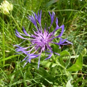 Photographie n°57350 du taxon Centaurea triumfetti subsp. lugdunensis (Jord.) Dostál [1976]