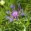  Mathieu MENAND - Centaurea triumfetti subsp. lugdunensis (Jord.) Dostál [1976]