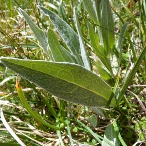 Photographie n°57356 du taxon Centaurea uniflora Turra [1765]