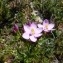  Mathieu MENAND - Centaurium erythraea subsp. grandiflorum (Biv.) Melderis [1972]