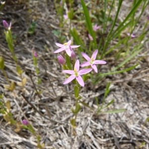 Photographie n°57359 du taxon Centaurium tenuiflorum (Hoffmanns. & Link) Fritsch [1907]