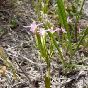 Centaurium tenuiflorum (Hoffmanns. & Link) Fritsch (Slender Centaury)