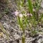  Mathieu MENAND - Centaurium tenuiflorum (Hoffmanns. & Link) Fritsch [1907]