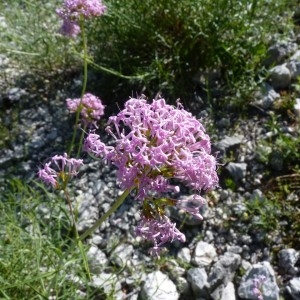 Photographie n°57361 du taxon Centranthus angustifolius (Mill.) DC. [1805]