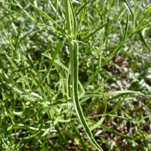 Photographie n°57362 du taxon Centranthus angustifolius (Mill.) DC. [1805]