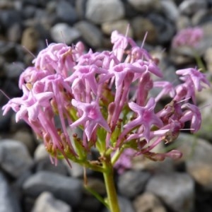 Photographie n°57363 du taxon Centranthus angustifolius (Mill.) DC. [1805]