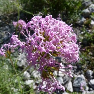 Photographie n°57364 du taxon Centranthus angustifolius (Mill.) DC. [1805]