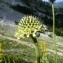  Mathieu MENAND - Cephalaria alpina (L.) Schrad. ex Roem. & Schult. [1818]