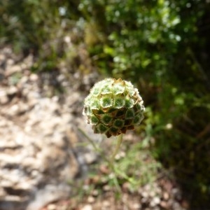 Photographie n°57375 du taxon Cephalaria leucantha (L.) Schrad. ex Roem. & Schult. [1818]