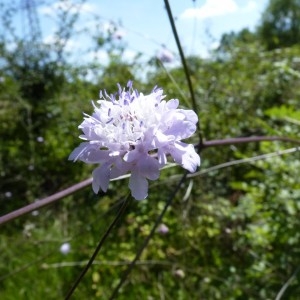 Photographie n°57376 du taxon Cephalaria transylvanica (L.) Schrad. ex Roem. & Schult. [1818]