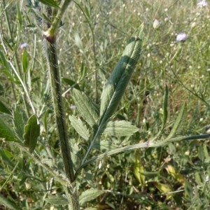 Photographie n°57377 du taxon Cephalaria transylvanica (L.) Schrad. ex Roem. & Schult. [1818]