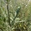  Mathieu MENAND - Cephalaria transylvanica (L.) Schrad. ex Roem. & Schult. [1818]