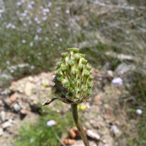 Photographie n°57378 du taxon Cephalaria transylvanica (L.) Schrad. ex Roem. & Schult. [1818]