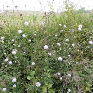 Photographie n°57379 du taxon Cephalaria transylvanica (L.) Schrad. ex Roem. & Schult. [1818]
