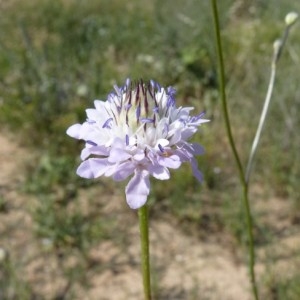 Photographie n°57380 du taxon Cephalaria transylvanica (L.) Schrad. ex Roem. & Schult. [1818]